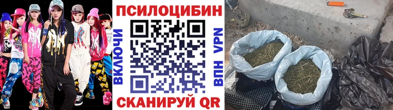 Псилоцибиновые грибы Cubensis  Западная Двина 